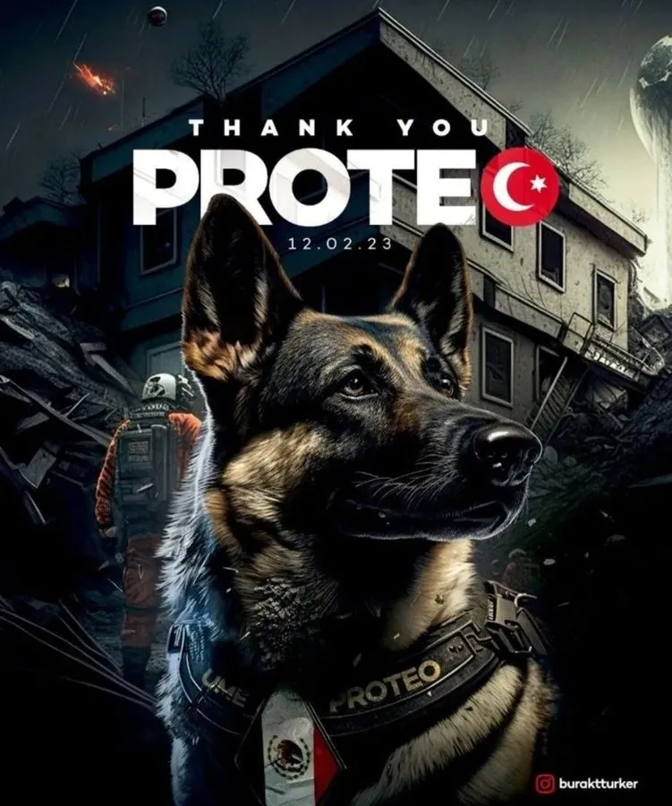 墨西哥搜救犬「Proteo」赴土耳其震災(zāi)區(qū)救援，不幸傳出過(guò)世消息，網(wǎng)民特別制作海報(bào)表?yè)P(yáng)追憶。 網(wǎng)圖