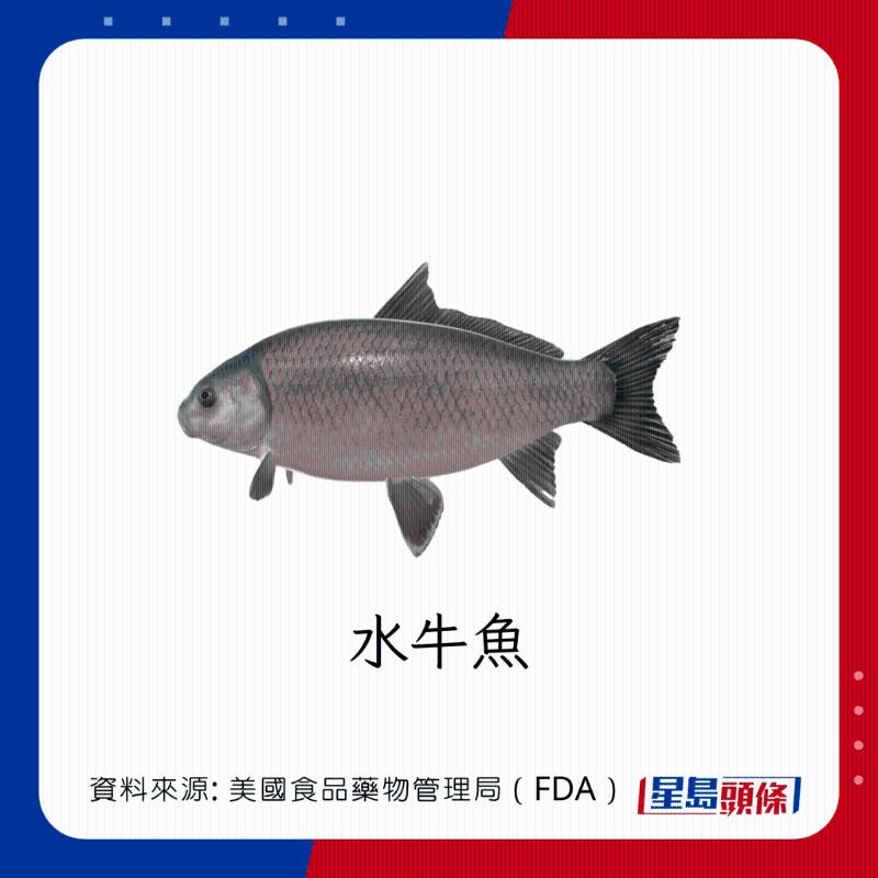 醫(yī)生列62種安全+危險(xiǎn)魚類 良好選擇 （汞含量中等）