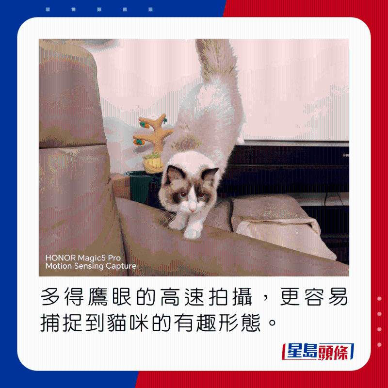 多得鷹眼的高速拍攝，更容易捕捉到貓咪的有趣形態(tài)。