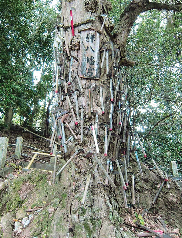 神木被稱為鎌八幡宮，部分鐮刀十分古老，明顯已經(jīng)存在多年。