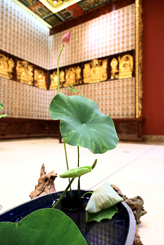 為蓮故華