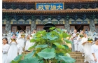 【城中人城中事】打造沉浸式文化體驗中心，寶蓮禪寺首辦全港最大型荷花展