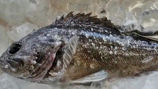 日本福島早前驚現(xiàn)輻射魚，當(dāng)局已經(jīng)即時暫停出貨。