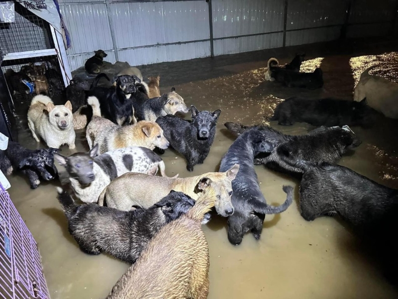 黑雨期間坪輋有狗場被淹沒。