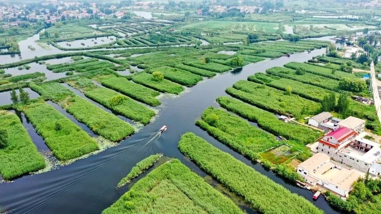 白洋淀風景區(qū) 新華社