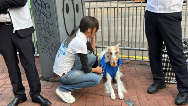 宋芝齡找來(lái)愛(ài)犬拉票。