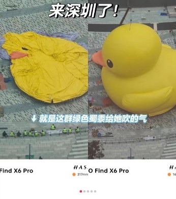 “大黃鴨”已經(jīng)抵達深圳，進行展示前的準備工作。