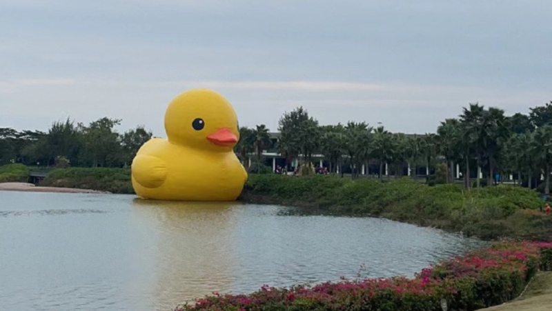 巨型大黃鴨“游”到深圳灣，在深圳人才公園展出。