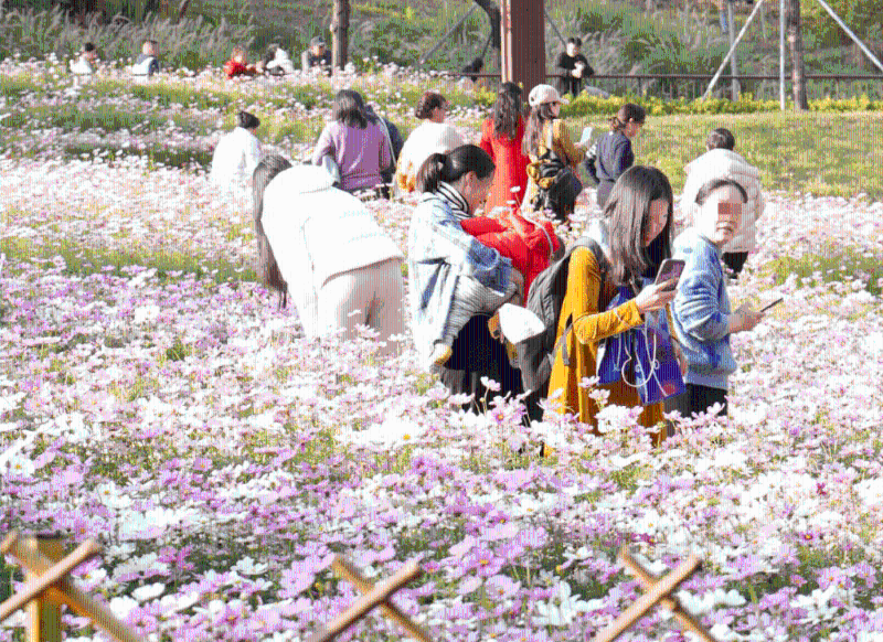南山西麗生態(tài)公園是今次菊花展另一分會(huì)場(chǎng)，設(shè)吸睛的波花菊花海，又有菊花主題市集。