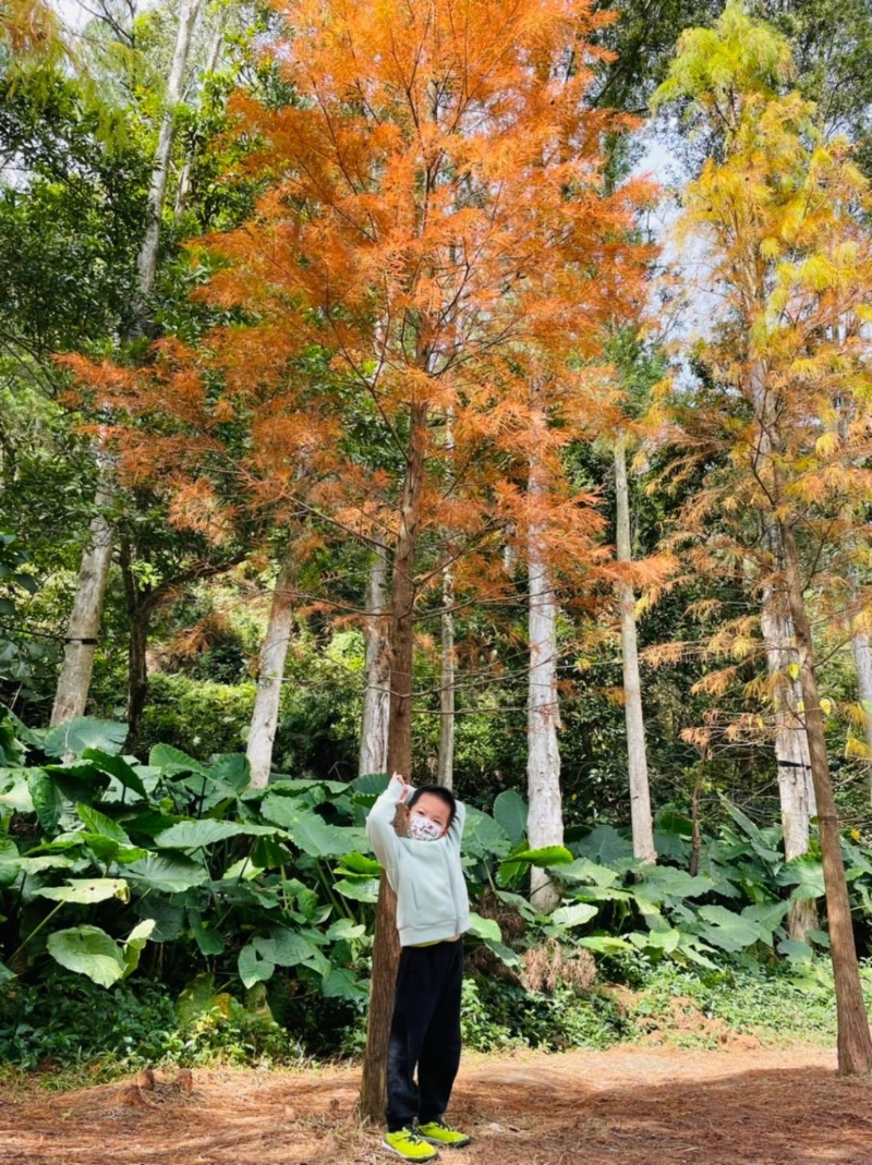 水塘西岸有一排落羽松，逢秋、冬季會轉(zhuǎn)變成橘紅色。