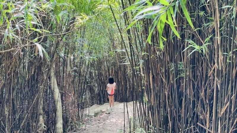 香港也有竹林深處可打卡，暫時忘記市區(qū)的煩惱，盡情讓樹林的芬多精洗滌心靈。