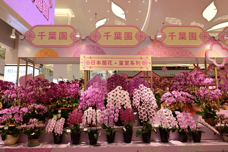 同場共有逾百款蘭花及意頭年花供選購。 陳極彰攝