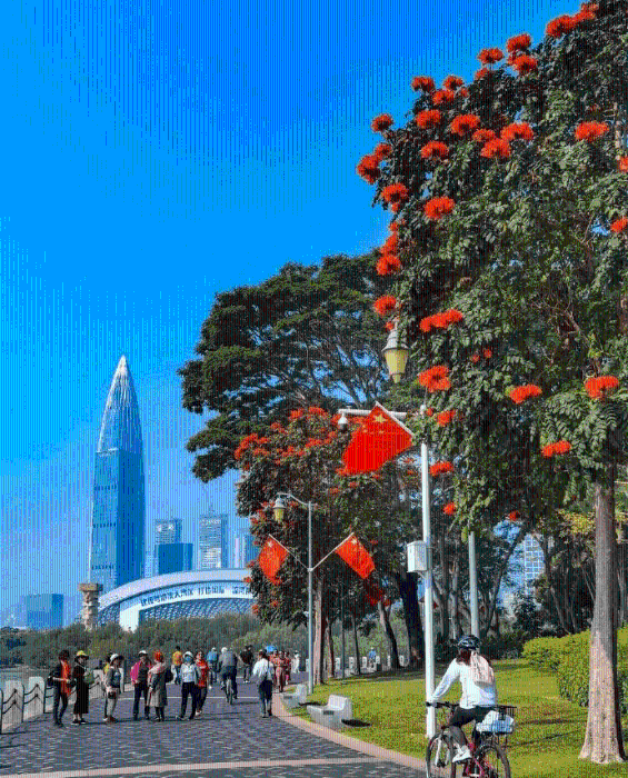 漫步在深圳的街頭巷尾，處處花團(tuán)錦簇、