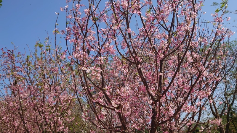 最近天水圍公園成為最新賞櫻好去處?。▓D片來源：康文署）
