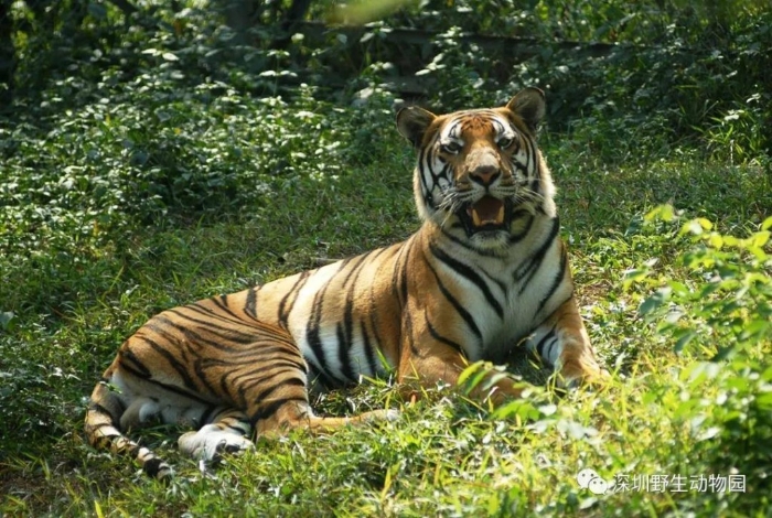 深圳野生動(dòng)物園