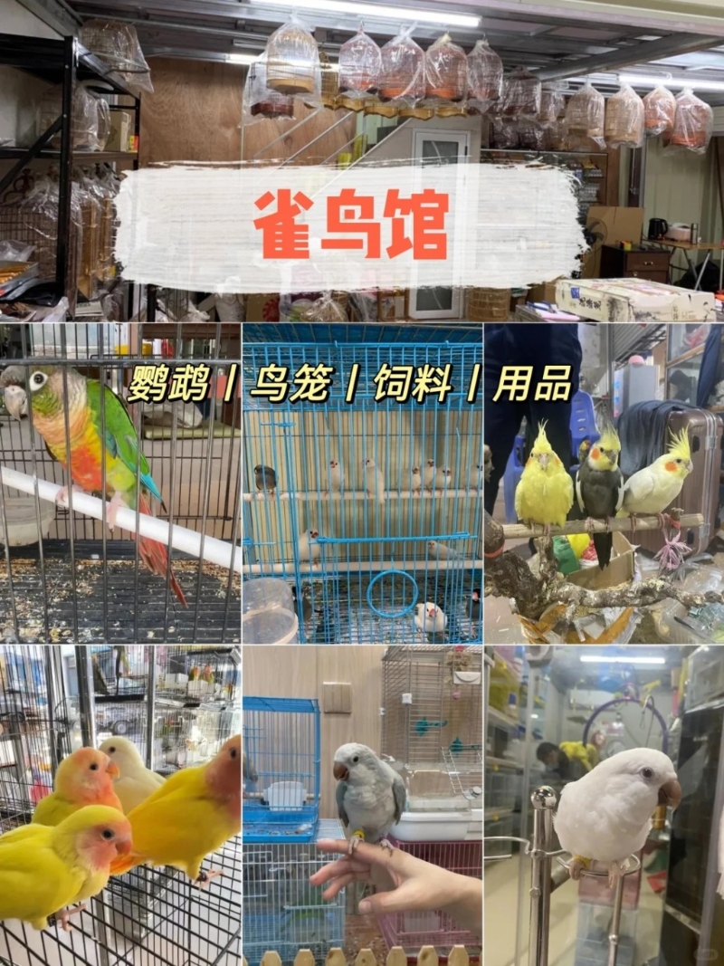 雀鳥區(qū)