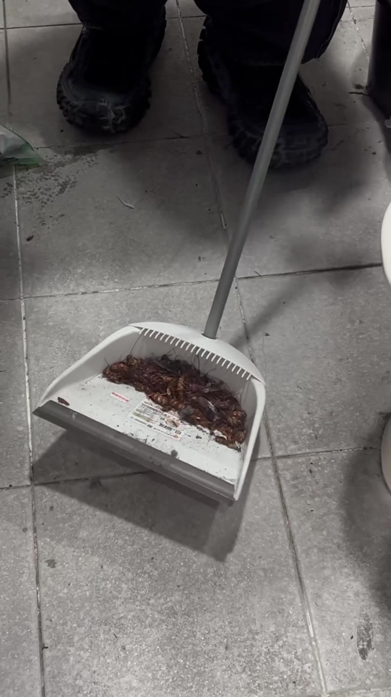 臺女分享擊殺蟑螂短片。