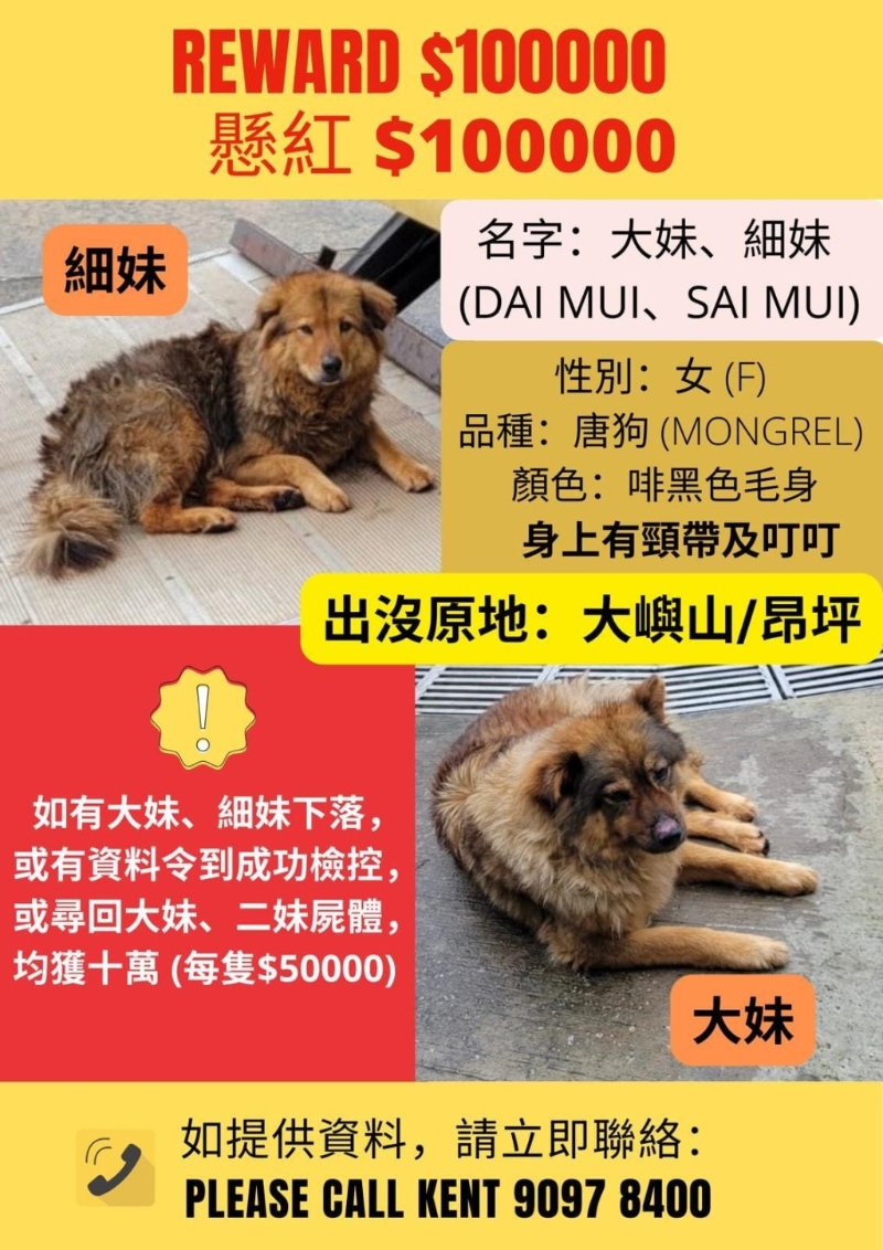 “毛守救援”創(chuàng)辦人Kent私人懸賞尋狗。