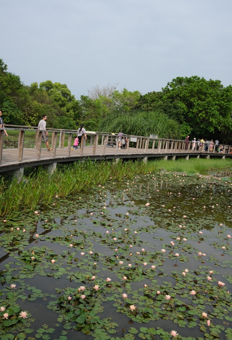 濕地公園的生物多樣性豐富， 一年四季各有不同風(fēng)景，其中一個(gè)最為賞心悅目的景致，就是一片片睡蓮在淡水沼澤盛開的風(fēng)姿。