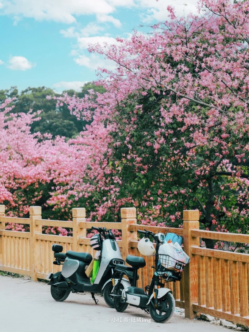 位于觀瀾河濕地公園外的異木棉每年都會(huì)沿河畔都會(huì)開(kāi)花(圖片來(lái)源：小紅書(shū)@陸曦)