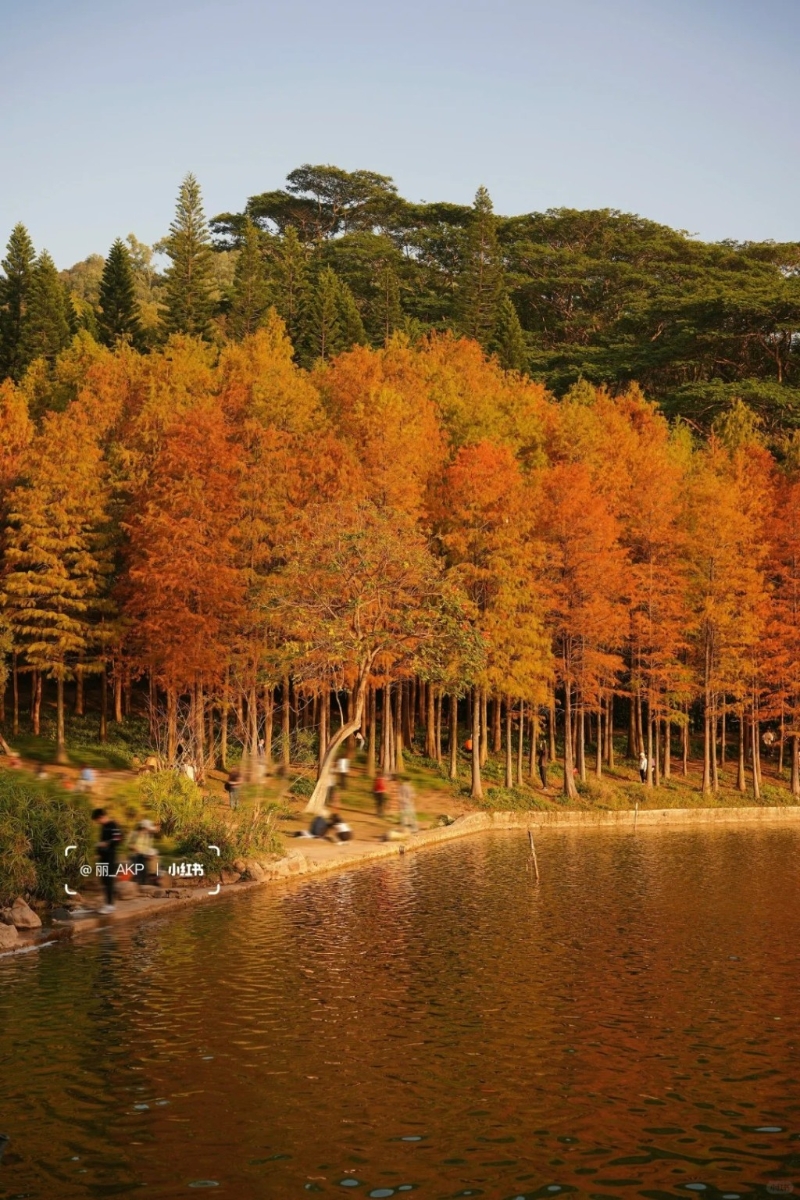 蓮花山公園位于福田區(qū)的一座小山丘，只有海拔106米（圖片來源：小紅書@麗AKP）