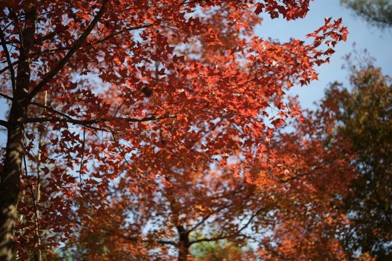 大棠出名紅葉數(shù)量多，其“紅樹(shù)林”堪稱(chēng)全港最多最大。