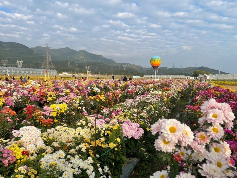 深圳大鵬菊花展