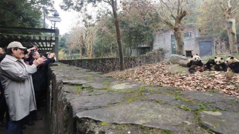 馬英九25日參觀四川大熊貓保護研究中心都江堰基地。圖：馬英九基金會