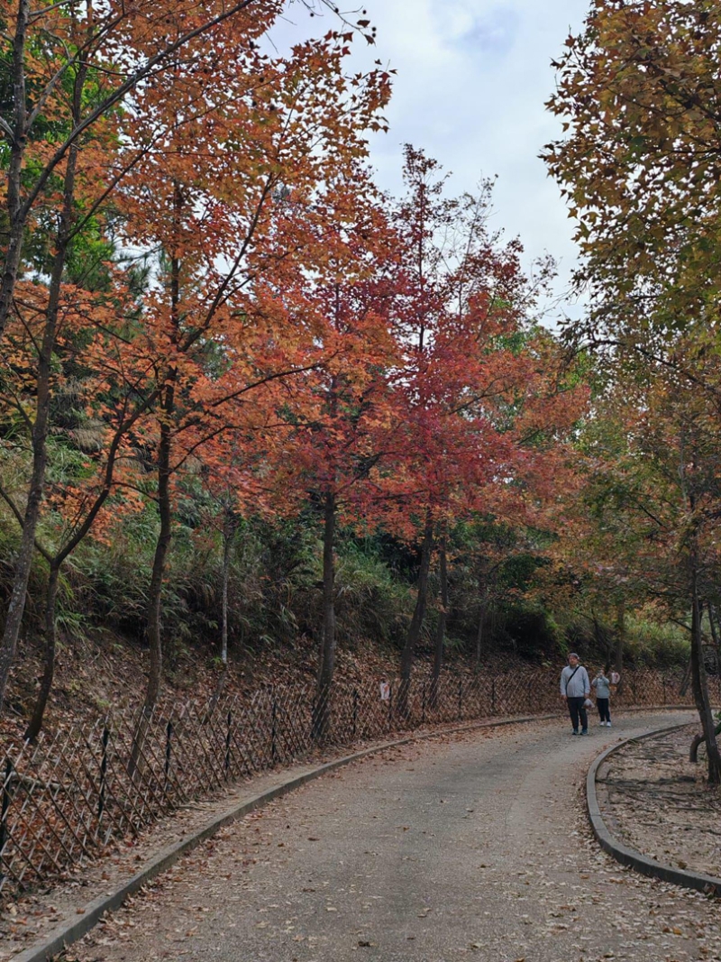 漁農(nóng)處自然護(hù)理署12月27日更新大棠紅葉指數(shù)為“紅”