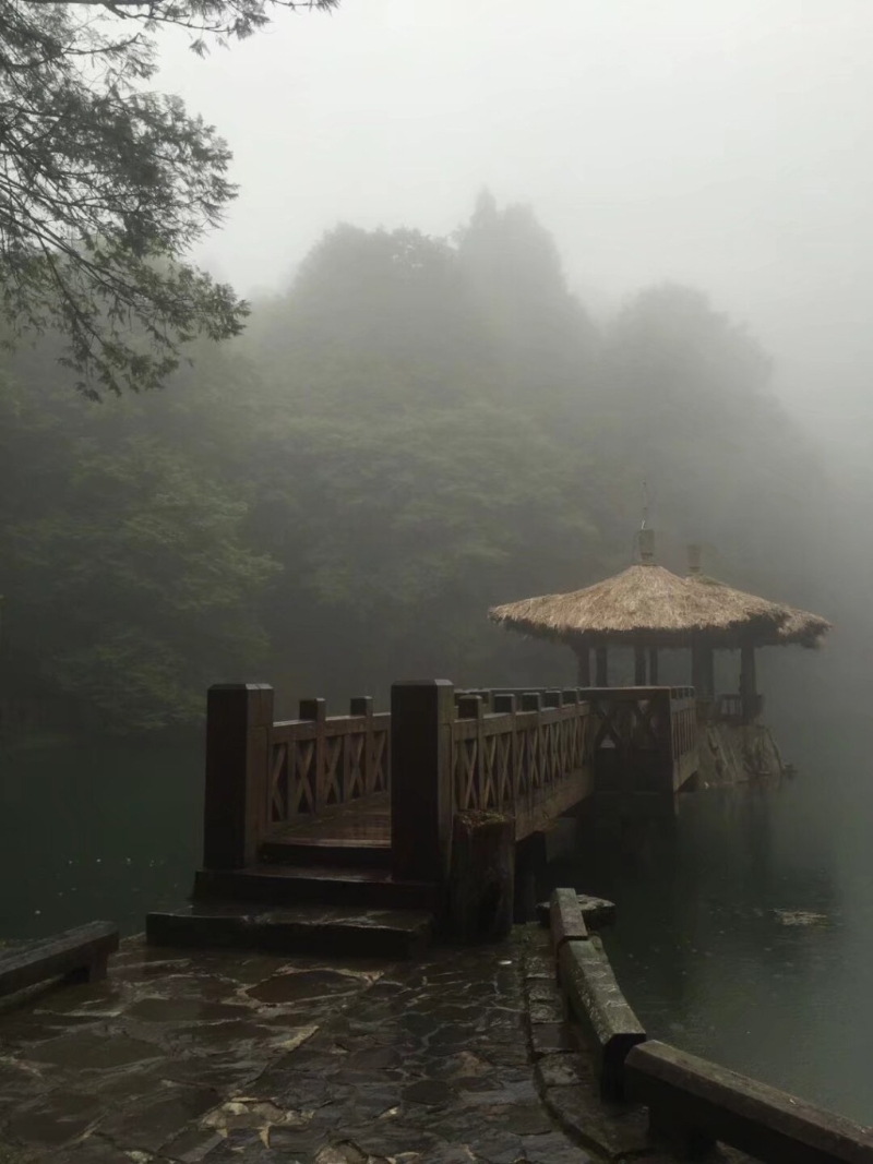 臺灣阿里山深具神秘和自然氣息。（微博）