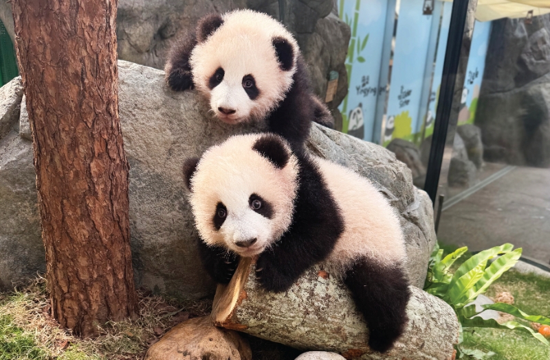大熊貓龍鳳胎BB將于正月十九(2月16日)與公眾正式見面。海洋公園網頁圖片