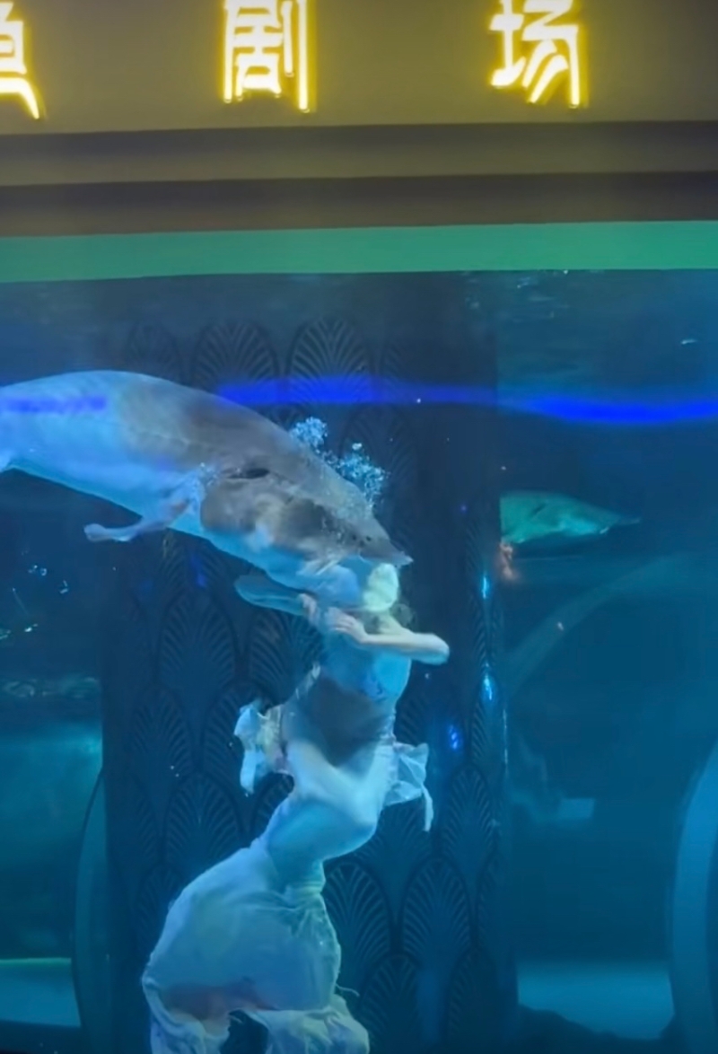 鱘魚咬人