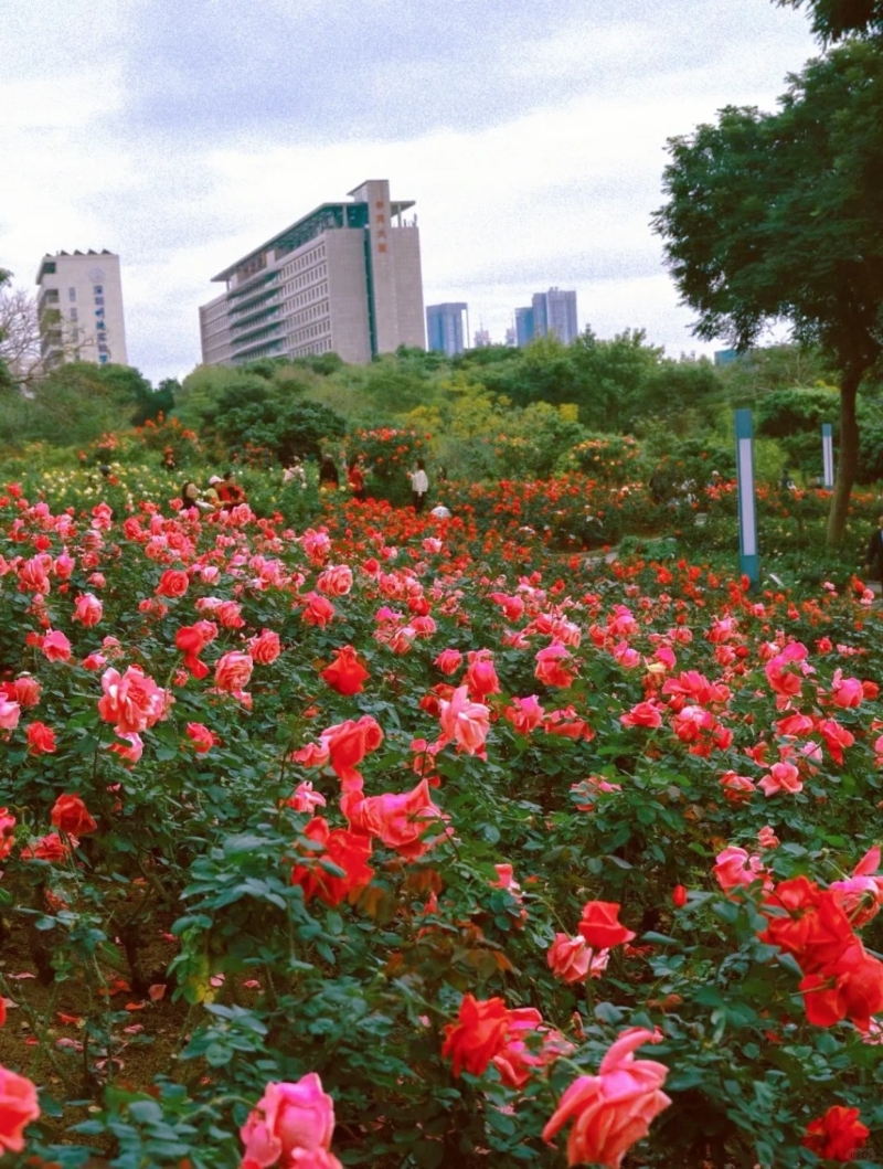 深圳香蜜公園