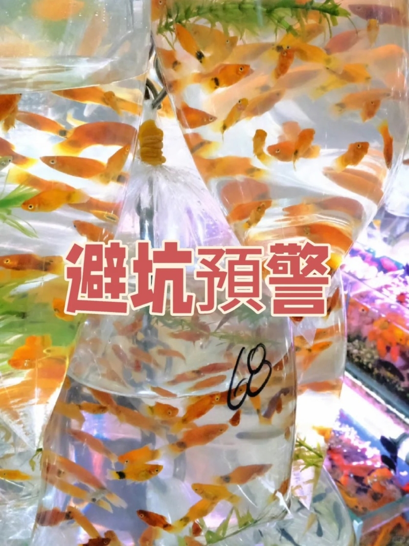 10.金魚街：位于旺角的金魚街聚集了不少水族店（小紅書）