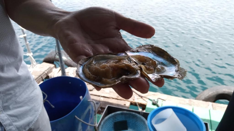 珍珠蚌