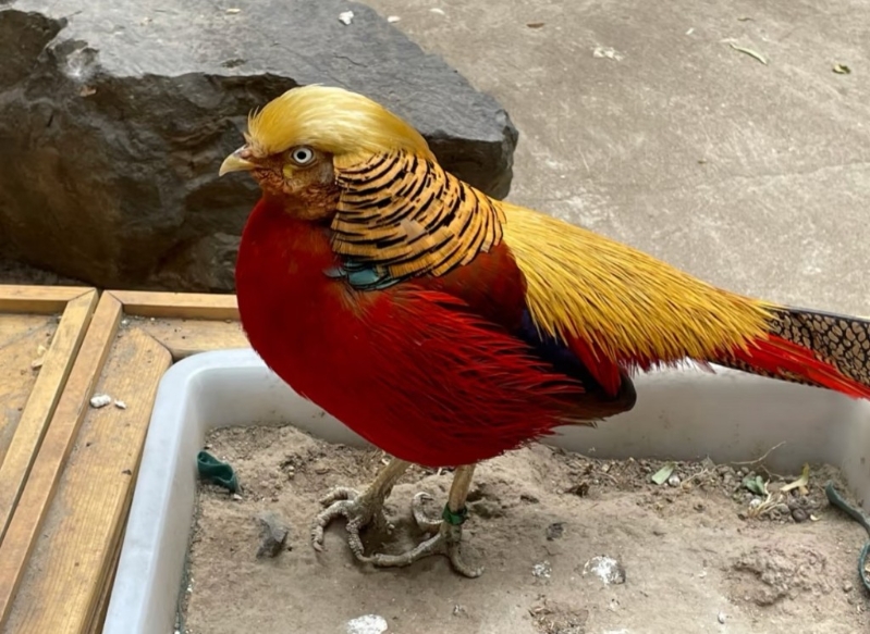 北京動物園撞臉特朗普的紅腹錦雞。