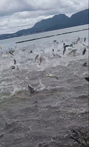 昆明滇池魚群瘋躍出水持續(xù)1分鐘