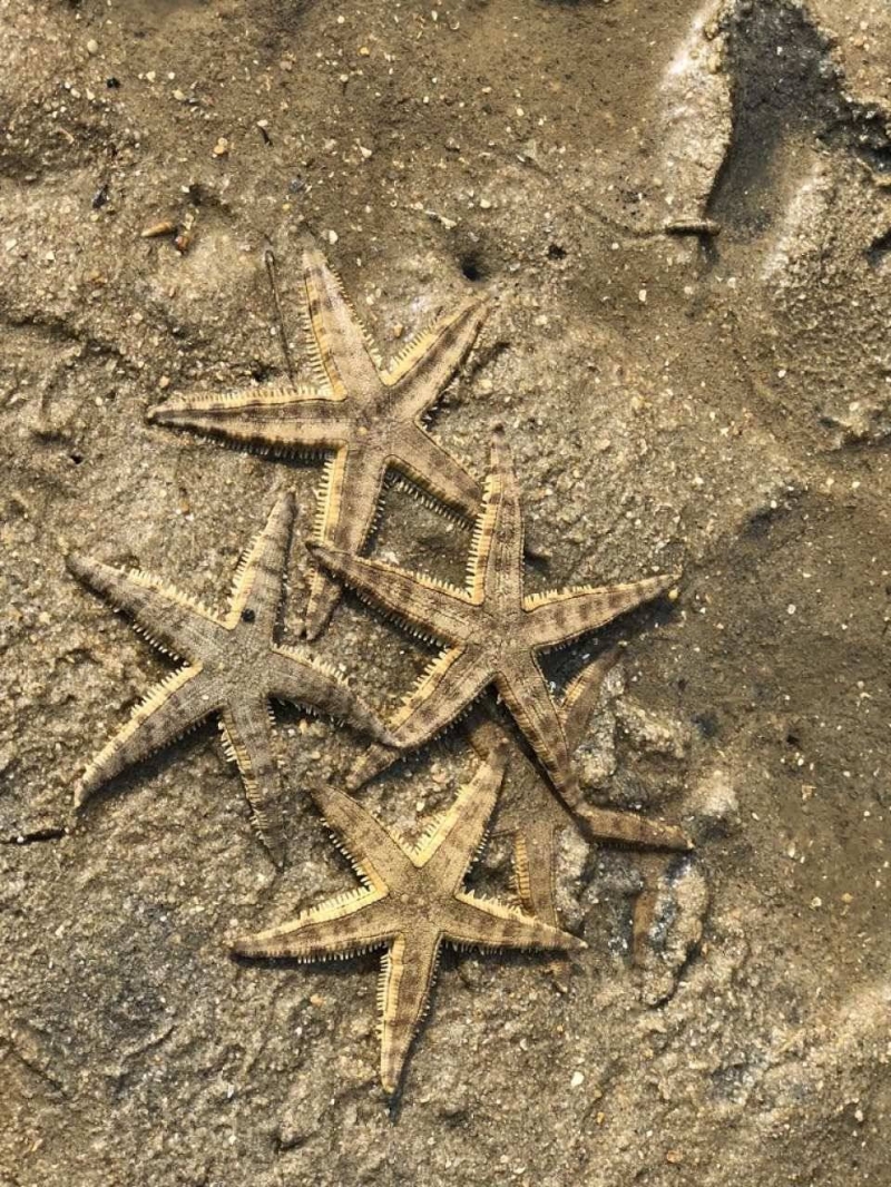 海星