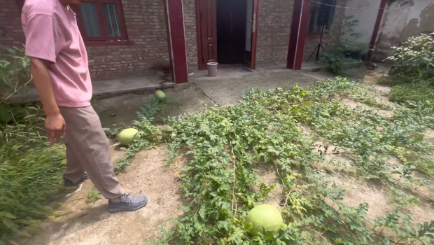 江蘇男子疑隨地吐籽，離家三個(gè)月驚見家中前庭長滿西瓜。