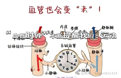 血管