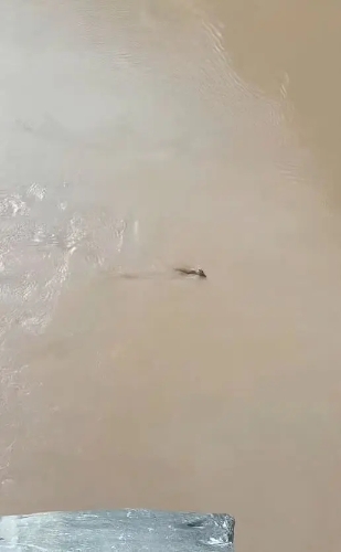 網(wǎng)民發(fā)布在云南虎跳峽風(fēng)景區(qū)拍攝到頭上長角水中游的不明生物。