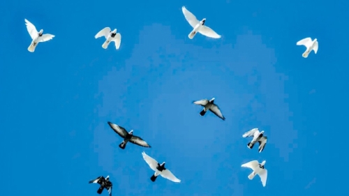 新疆官員索賄95只“翻翻鴿” 新疆官員索賄95只“翻翻鴿”