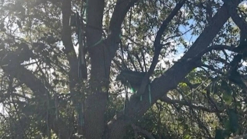 佛州棕櫚灘國際機場附近發(fā)現(xiàn)一個可疑狩獵架，視線可直對特朗普進出“空軍一號”的位置