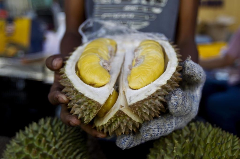 “大馬果王”榴蓮將于24日東協(xié)外長(zhǎng)歡迎晚宴登場(chǎng)。
