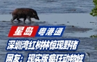 深圳灣紅樹林驚現(xiàn)野豬，網(wǎng)友：現(xiàn)實版瘋狂動物城